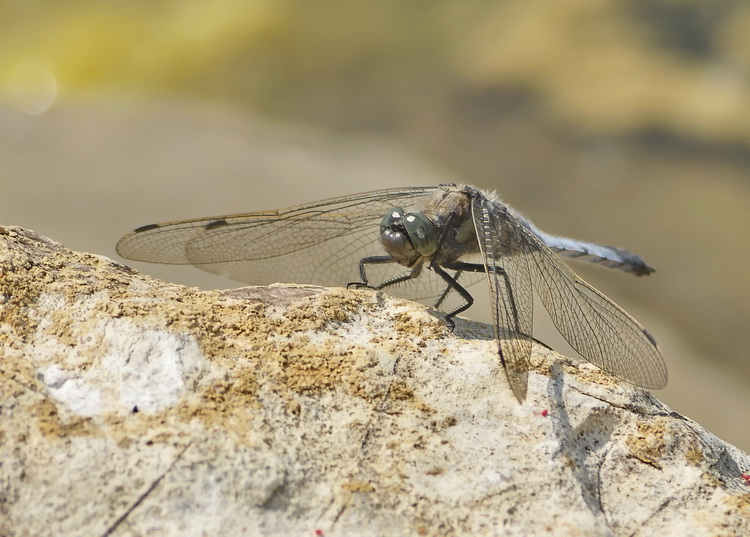 Orthetrum coerulescens ?